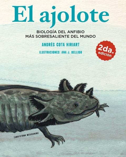 El Ajolote. Biología del anfibio más sobresaliente del mundo