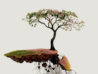 BONSAI