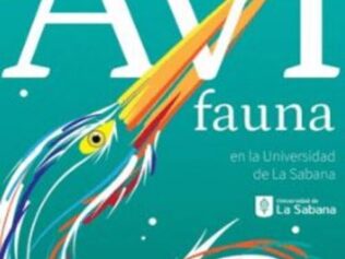 AVIFAUNA