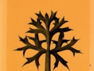 ORDESA