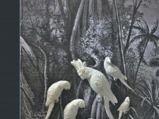 AVES INMOVILES