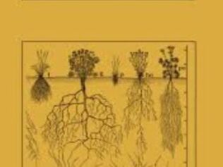 EL RÍO DE LA CONCIENCIA