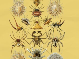 Vida insecta